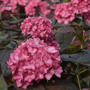 Jalohortensia Eclipse® FE; At,3L