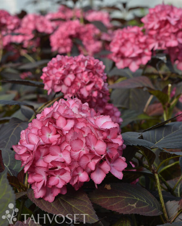 Jalohortensia Eclipse® FE; At,3L