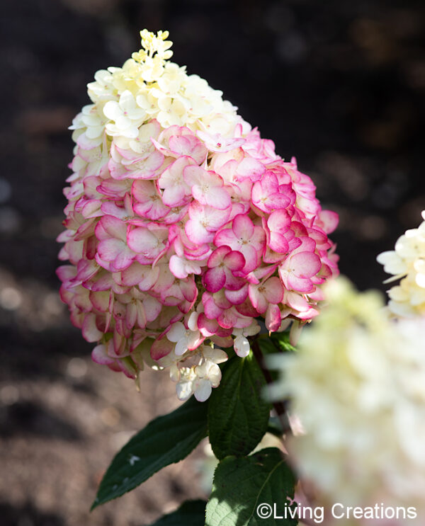 Syyshortensia Living Colourful Cocktail®; At,5L