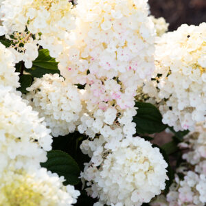 Syyshortensia Living Little Blossom®; At,5L