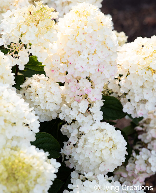 Syyshortensia Living Little Blossom®; At,5L