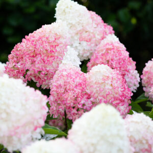 Syyshortensia Living Pink & Rose®; At,5L