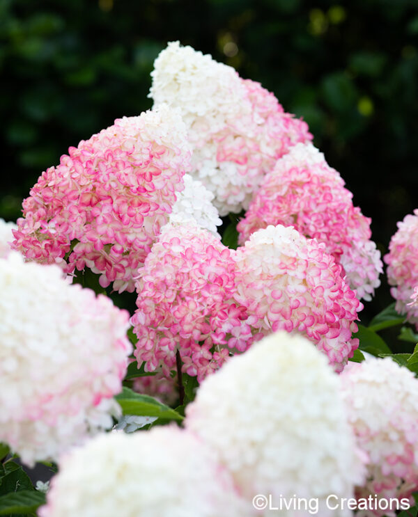 Syyshortensia Living Pink & Rose®; At,5L