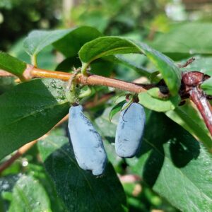 Hunajamarja 'Candy Blue'; At,3L