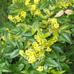 Mahonia; At,2L,Ul