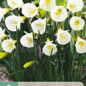 Narsissi 'White Petticoat' 5 kpl