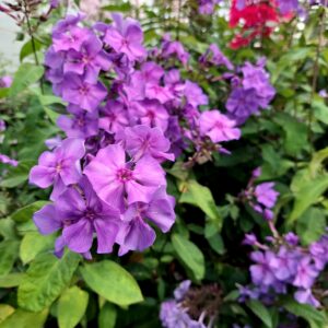 Syysleimu 'Blue Paradise'; Med; 1,5L