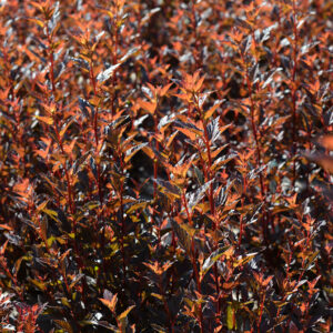 Purppuraheisiangervo Magical® Sweet Cherry Tea; At