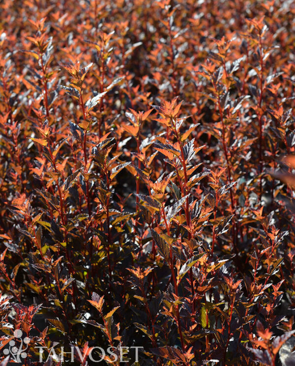 Purppuraheisiangervo Magical® Sweet Cherry Tea; At