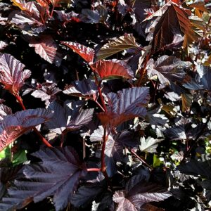 Purppuraheisiangervo 'Midnight'®; At,3L,Ul