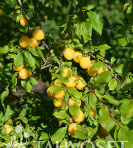 Herkkuluumu 'Pietarin Lahja'; I lk,At,150-