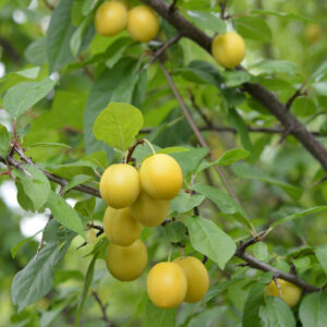 Keltakriikuna 'Wilma'; I lk, At, 7,5L