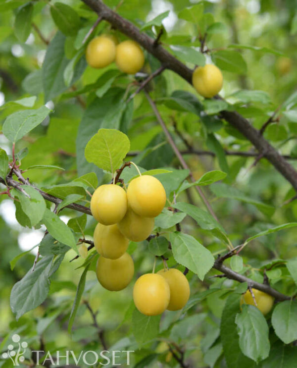 Keltakriikuna 'Wilma'; I lk, At, 7,5L