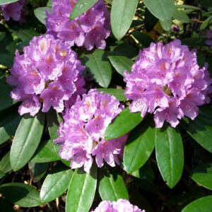 Puistoalppiruusu 'Catawbiense Grandiflorum'; At,15