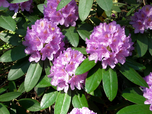 Puistoalppiruusu 'Catawbiense Grandiflorum'; At,15