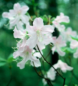 Kuningasatsalea 'Estelle' FinE;30-40, At, 3L