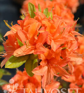 Revontuliatsalea 'Mandarin Lights'; 30-40,At,3L,Ul