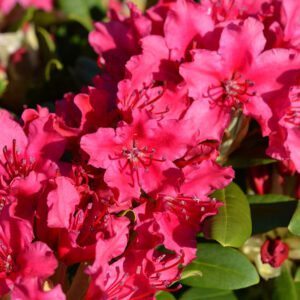 Alppiruusu 'Neon Kiss'; 30-40, At 4L,Ul