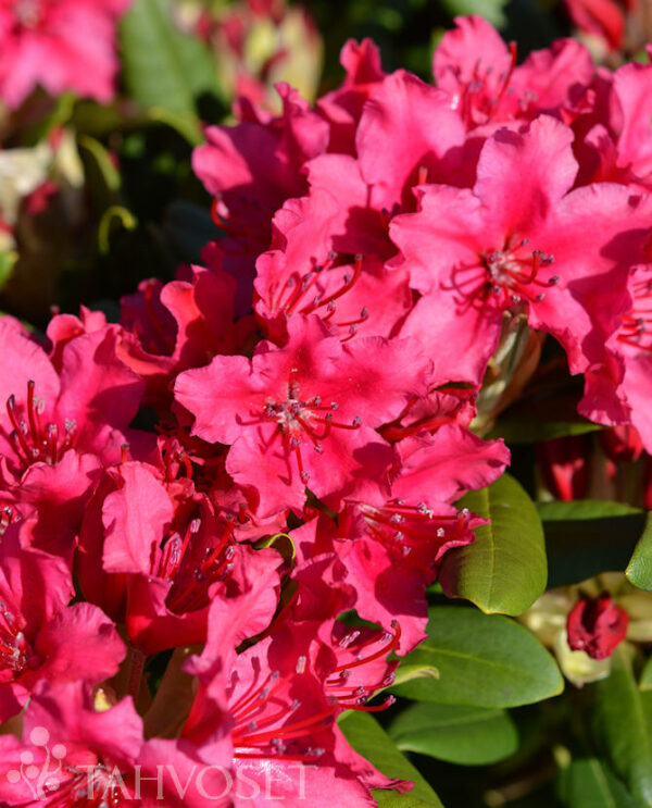 Alppiruusu 'Neon Kiss'; 30-40, At 4L,Ul