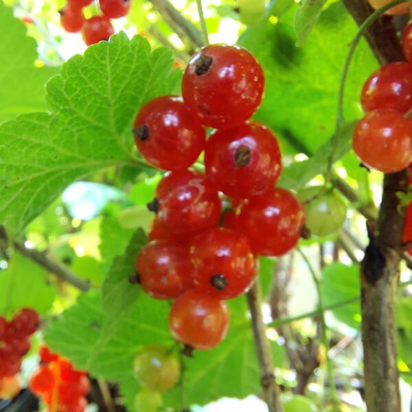 Punaherukka 'Rovada'; At, 3L