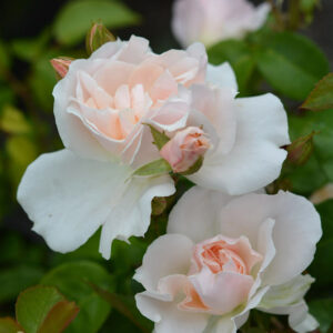 Ruusu 'Champagne Wishes'; At,3L