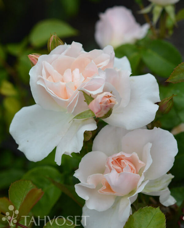 Ruusu 'Champagne Wishes'; At,3L