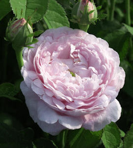 Ranskanruusu 'Duchesse de Montebello'; At, 3L