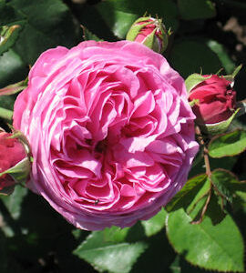 Bourbonruusu 'Louise Odier'; Ep/At,3,5L,Ul