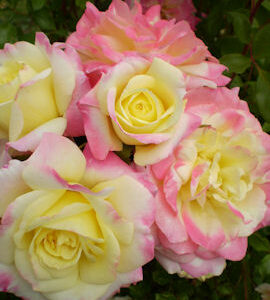 Ruusu 'Music Box'; At,3L