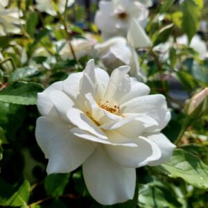 Ryhmäruusu 'Schneewittchen'; Ep/At,3,5L,Ul