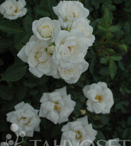 Maanpeiteruusu 'White cover'; Ep/At 3L,Ul