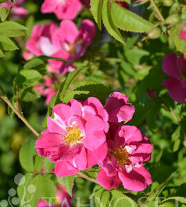 Pilariruusu 'William Baffin'; At, 3L