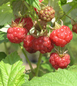 Mesivadelma 'Heisa'; At,2L