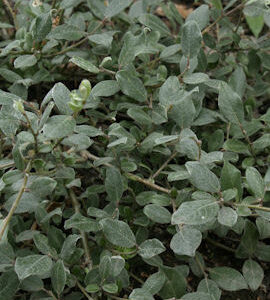 Paljakkapaju 'Haltia' FinE; At,2L