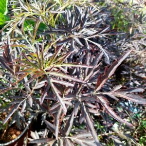 Mustaselja 'Black Lace'; 40-50,At,5L,Ul