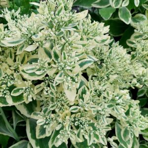 Komeamaksaruoho 'Frosty Morn'; Med; 1,5L