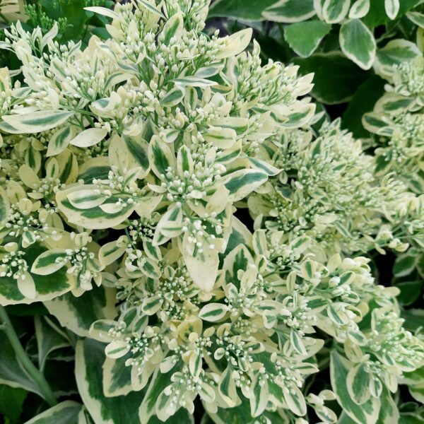 Komeamaksaruoho 'Frosty Morn'; Med; 1,5L