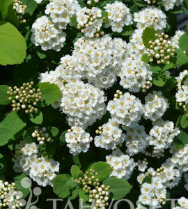 Koivuangervo 'Island'; At,3L