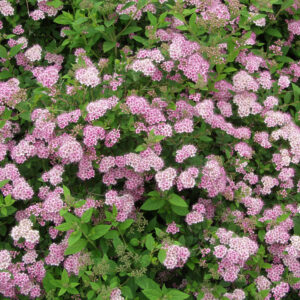 Keijuangervo 'Little Princess'; At,2L,Ul