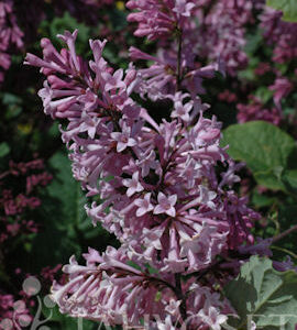 Unkarinsyreeni 'Måttsund'; At,3L