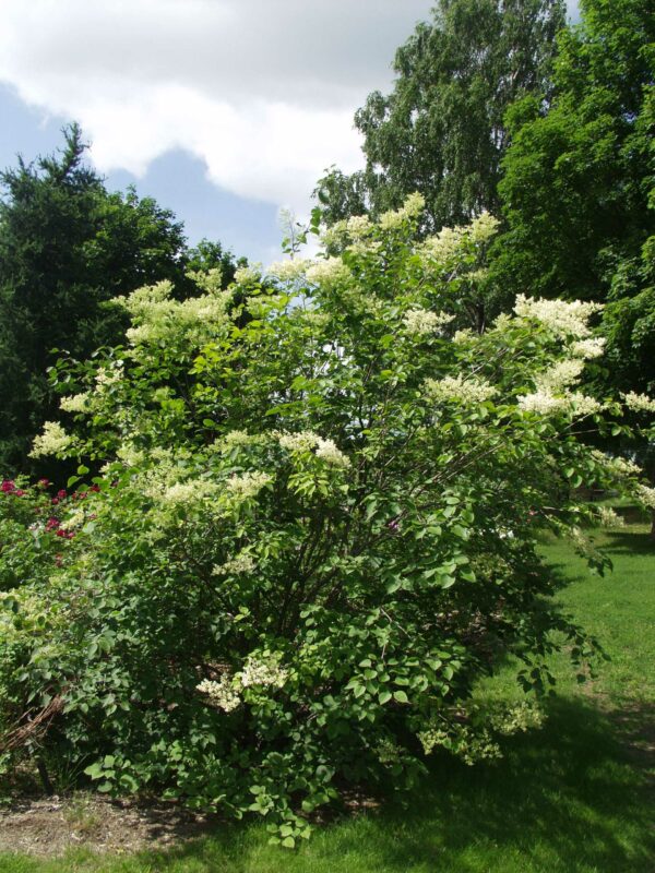 Likusterisyreeni; At,3L