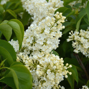 Jalosyreeni 'Primrose'; runko 125-150,At