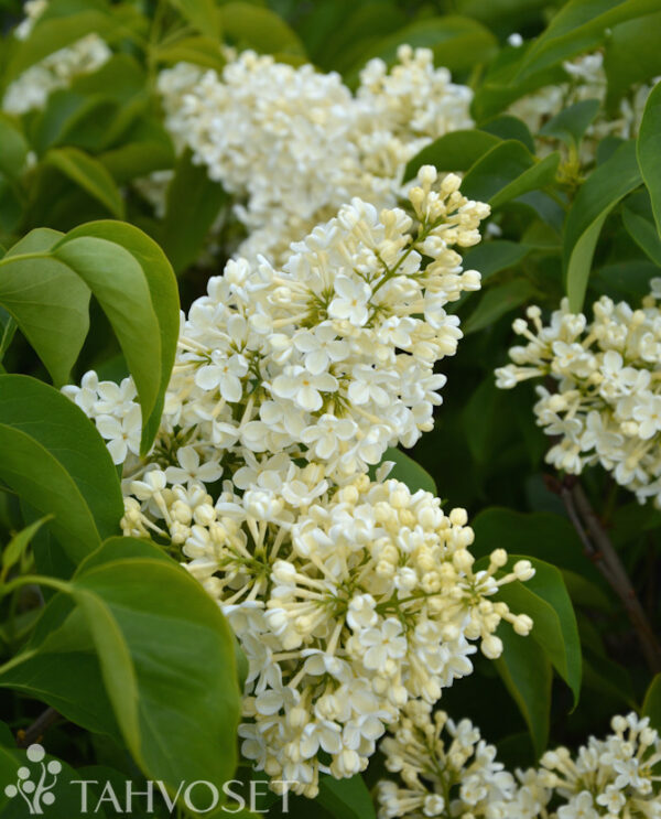 Jalosyreeni 'Primrose'; At,3L