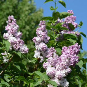 Jalosyreeni 'Rose de Moscow'; At,3L