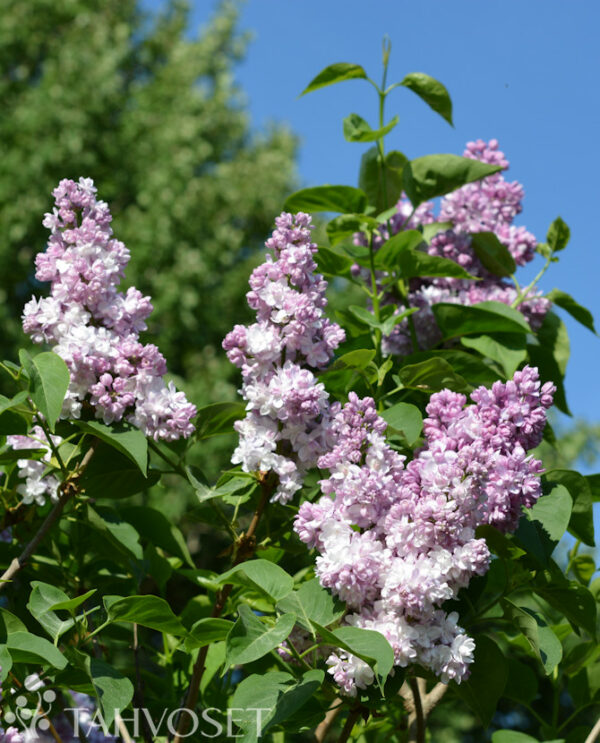 Jalosyreeni 'Rose de Moscow'; At,3L