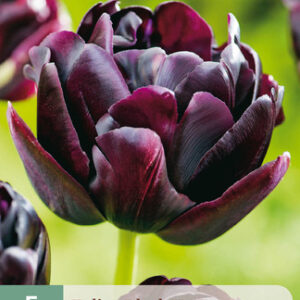 Tulppaani 'Black Hero' 5 kpl