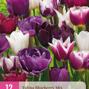 Tulppaani Blueberry Mix 12 kpl