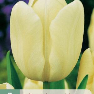 Tulppaani 'Creme Fraiche' 7 kpl