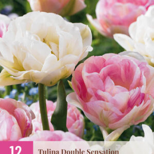 Tulppaani 'Double Sensation' 12 kpl