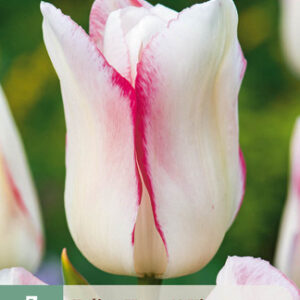 Tulppaani 'Hugs & Kisses' 7 kpl